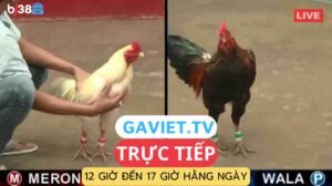 truc-tiep-ga-thomo trực tiếp gà thomo mỗi ngày