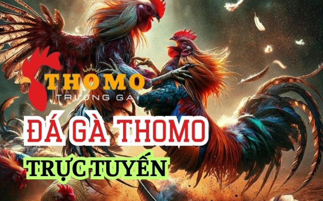 Đá gà thomo trực tuyến 