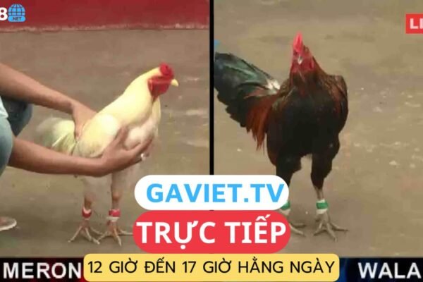Trực tiếp đá gà thomo mỗi ngày