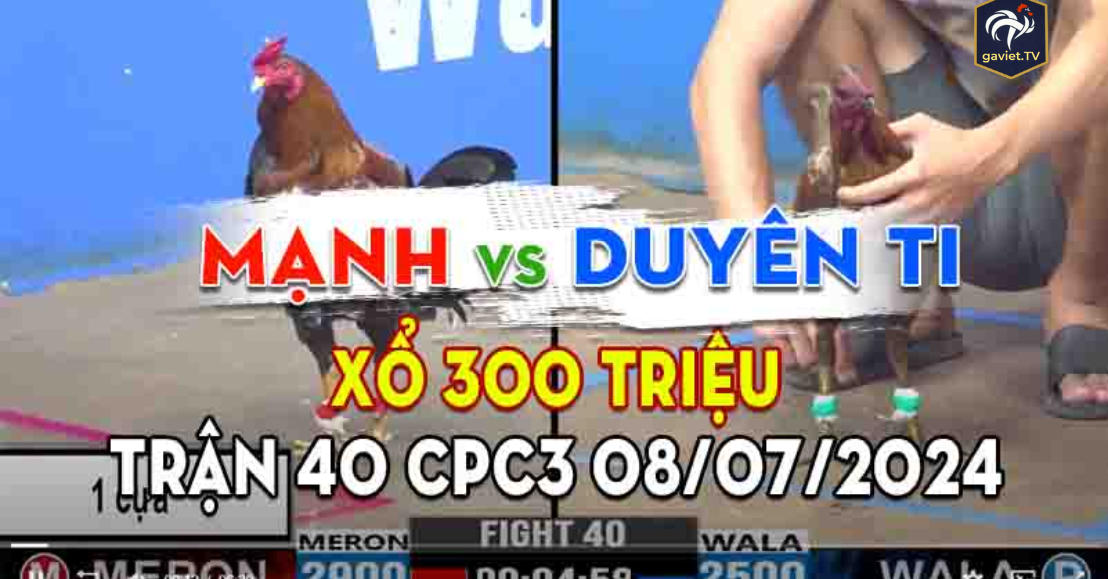 Đá gà thomo trực tuyến