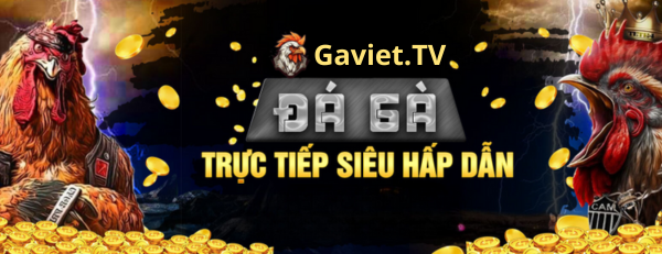 Tin mới về đấu trường thomo gaviet.cc- trangn chủ đá gà thomo